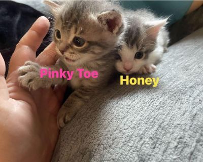 ? ? Bottle Babies Pinky Toe & Honeysuckle (Honey) Are Ready for Their Forever Family ? ??? Our tiny miracles are officially available! While not siblings by birth, Pinky Toe and Honey were raised side-by-side as bottle babies, and their bond is undeniable. As a rescue, we never separate a truly bonded pair these two must be adopted together. ? Pinky Toe This little warrior was found abandoned o...