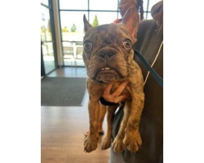 Fat Daddy-ADOPTED - French Bulldog/Mixed Breed (Medium) Mix Male Dog for Adoption