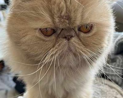Tissue - Persian Male Cat for Adoption