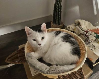 He is a 17-year-old senior cat, but incredibly sweet and pure-hearted. She loves people and will happily cuddle or show affection even to someone she s meeting for the first time. She truly is a lovable little angel. Unfortunately, because she is currently pregnant, I am no longer able to care for her. She is very social and affectionate, and her gentle personality can bring warmth and emotiona...