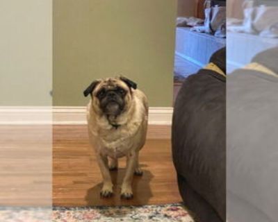 Adult * Location Indianapolis, IN, 46206 USA USA *. Dog Breed: Pug (short coat). Meet Ozwald (aka Ozzy) Do you believe in love at first snort? Because Ozzy is here to steal your heart... and possibly your snacks. He a 25 lbs of pure squish and sass. He's a little taller than your average pug, which just means there's more to love and also a slightly higher chance your countertop isn t safe. Bor...