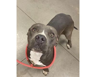 EDWARD - American Pit Bull Terrier Male Dog for Adoption