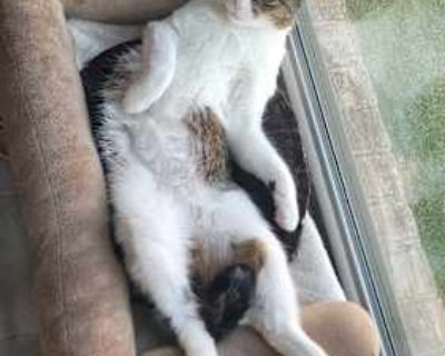 Kenzie: The Confident, Communicative Cuddle Bug Meet Kenzie, a radiant 3-year-old spayed female who offers the perfect balance of confidence, spirited play, and deep affection. She s not just a cat; she s a constant, dedicated companion ready to move into your heart and your home. World-Class Snuggler and Playmate Kenzie is a low-maintenance companion she is fully litter trained and has an exce...