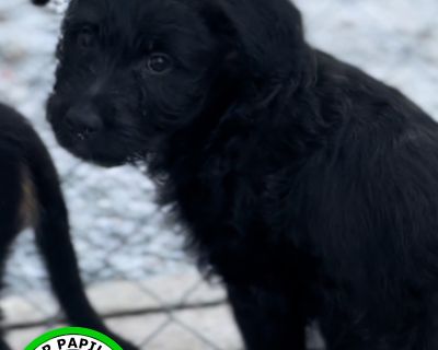 Baby - German Shepherd Dog & Poodle Mix Female Dog for Adoption