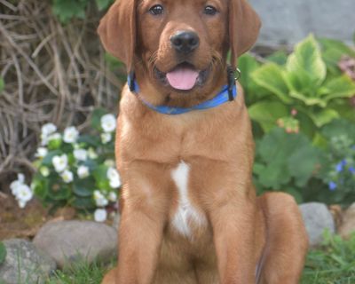 1 Male Labrador Retriever Puppy for Sale