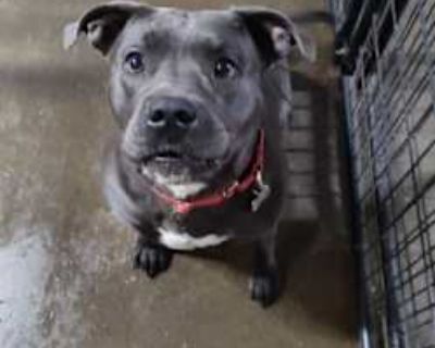 Lyla - American Pit Bull Terrier/Mixed Breed (Large) Mix Female Dog for Adoption