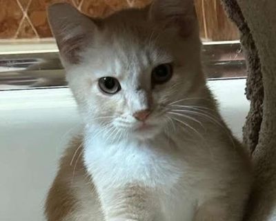 Ben - Domestic Shorthair Male Kitten for Adoption