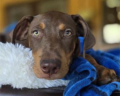 Vino - Rottweiler/Weimaraner Mix Male Puppy for Adoption