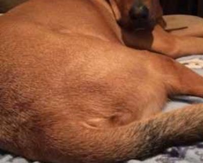 Diego GDP - Labrador Retriever Male Dog for Adoption