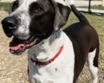 Cairo - Pointer Mix Male Dog for Adoption