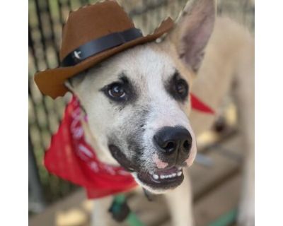 Harper - Shepherd (Unknown Type)/Mixed Breed (Medium) Mix Male Puppy for Adoption