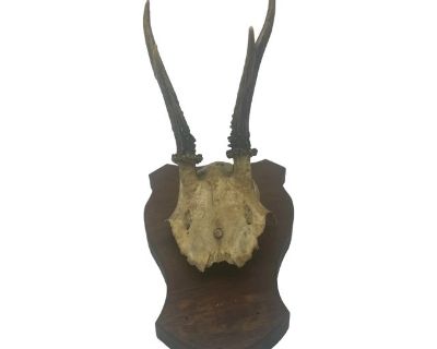 Antique English Antler Mount