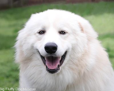 Whisp - Great Pyrenees & Anatolian Shepherd Mix Male Dog for Adoption