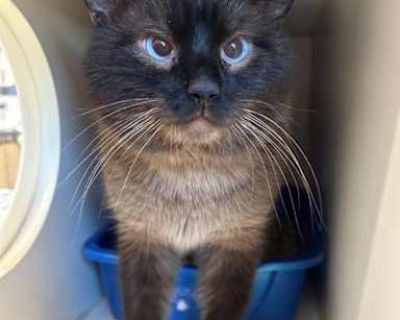 Hi there I m Twitch. If you re reading this, I think we might be meant for each other. I m a fluffy Ragdoll with soft fur, a gentle heart, and yes slightly crossed eyes that give me a permanently curious, Huh? expression. I like to think it adds to my charm. I was found wandering on my own, unsure where I belonged, but I never stopped hoping someone kind would come along. And here you are. I m ...