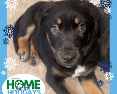 Come meet me and 100+ of my adoptable friends at Louie's Legacy Animal Rescue's MEGA adoption event, Home for the Holidays! Saturday, November 22nd, 2025 at Woodbridge High School in Woodbridge, NJ from 11am - 3pm! Meet Haas! Haas is a 3 month old, 15 pound Labrador mix who loves to play with the kitten, parrot and other pups in the house. He is very smart and loves to play with his doggie puzz...