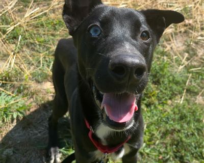 Nova - Border Collie Mix Male Dog for Adoption