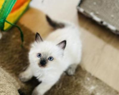 Nova - Ragdoll Male Kitten For Sale