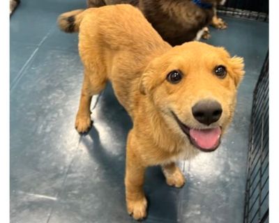 Jackpot - Australian Cattle Dog/Labrador Retriever Mix Female Puppy for Adoption