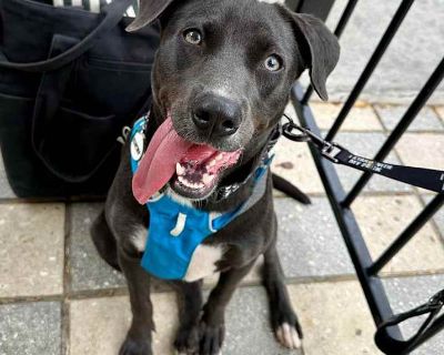 Tizzy - American Pit Bull Terrier Female Puppy for Adoption