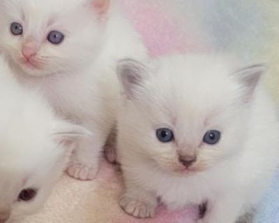 Christmas Kittens - Ragdoll Male & Female Cat For Sale