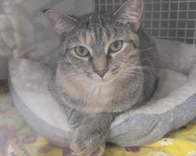 Miss Taragon - Domestic Shorthair Female Cat for Adoption
