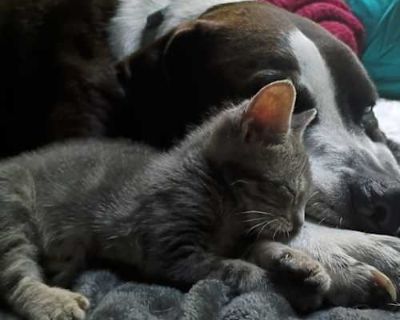 Hello I'm Cora!! I m currently in a foster home while looking for my loving home. Submit an adoption survey to set up a virtual meet and greet to get to know me more! To learn more about me fill out our adoption survey: https://www.shelterluv.com/matchme/adopt/BHOU/Cat. Breed Domestic Shorthair Color Gray or Blue Age 1 month old, Kitten Sex Female Pet ID 134908 Hair Length