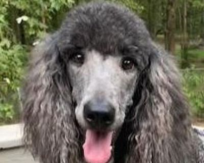 Gigi - Standard Poodle Female Dog for Adoption