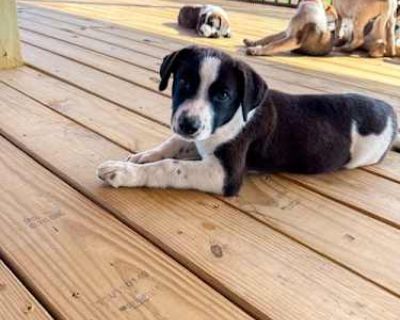 Pig GDP - Collie Male Puppy for Adoption