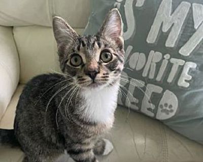 Bacon Bits Kitten - Domestic Shorthair Male Cat for Adoption