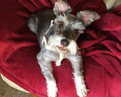 OTIS - Miniature Schnauzer Male Dog for Adoption