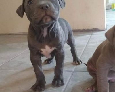 Blue pitbull puppies 🐶
