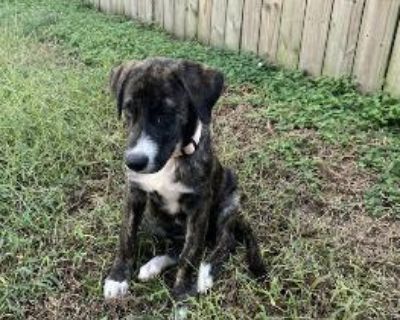 Super adorable puppy Willow is only 12 weeks old, but too wise for her age. Willow wants to be loved and petted right after. She is a very trainable, and highly intelligent pup who will do great in any home. She loves dogs, cats and kids. Willow lives with four senior dogs, and has smartly adjusted herself to their needs. She does have puppy energy but she takes cues quickly from her foster sib...