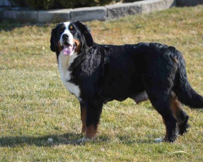 3 Male and 2 Female Bernese Mountain Dog Puppies for Sale