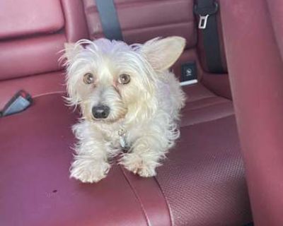Darla - Yorkie, Yorkshire Terrier/Maltese Mix Female Dog for Adoption