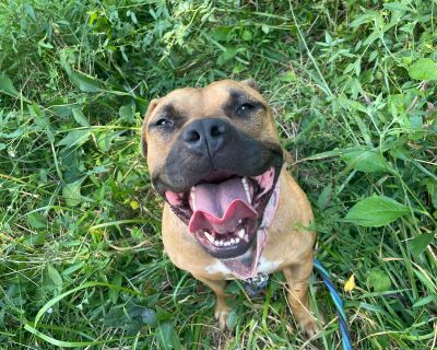 Samantha - Transport - Staffordshire Bull Terrier Mix Female Dog for Adoption