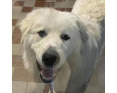 CT Bodie *sweet* - Great Pyrenees Male Dog for Adoption