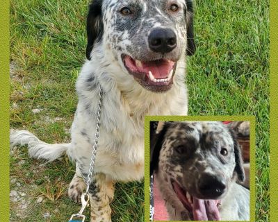 D.O.G (DeeOgee) - English Setter & American Bully Mix Male Dog for Adoption