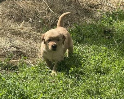 Moore Farm and Kennel Puppies available