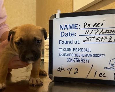 Health Vaccinations up to date.. Puppy Female Small Black