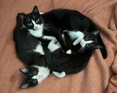 Please help us. We are 4 month old (one male and one female) must be adopted together if possible. We were rescued with our Mommy (she also needs a home but our foster parents wants us adopted first). We were in a very dangerous place and rescued by very nice people who already have too many cats. Our foster parents can tell that we would be very upset if we don't get adopted together. Please c...