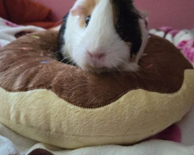 Cleo - Guinea Pig Female for Adoption