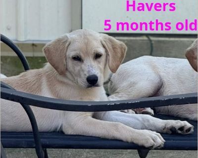 Meet Havers! This beautiful 5-month-old girl appears to be a Lab/Vizsla mix (her mom is mostly Vizsla). Havers is a sweet, energetic, cuddly goofball who loves to play and loves to love! She's full of personality and joy, and she's happiest when she's part of the action-or snuggled up close for a nap. Havers has been working on her manners and has made wonderful progress since arriving. She is ...
