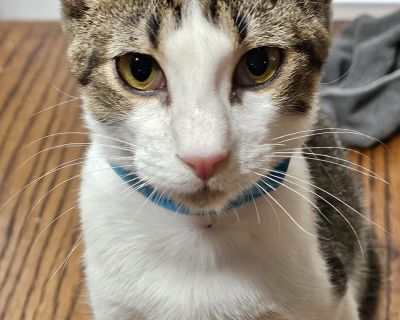 Jedi "Chip" - Turkish Van Male Cat for Adoption