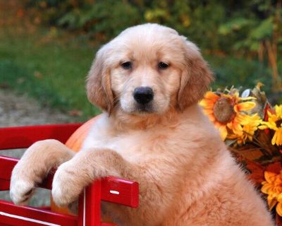 Venice - Golden Retriever Female Puppy for Sale