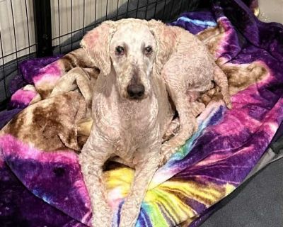 Mona - Standard Poodle Female Dog for Adoption