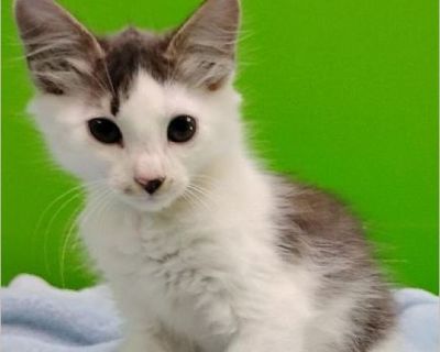 Captain Jack - Male Kitten Domestic Cat for Adoption