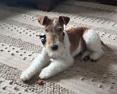 Craigslist wire fox store terrier