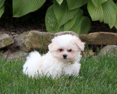 Tucker - Maltese Puppy For Sale in Pennsylvania