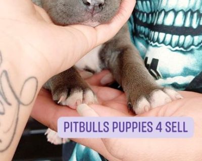 PITBULLS PUPPIES