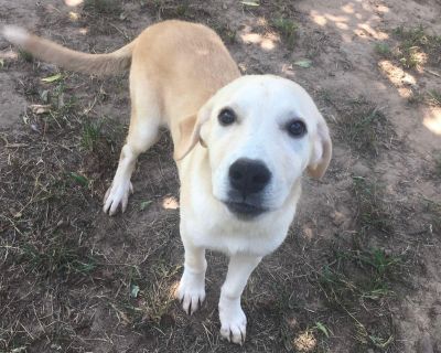 Splash - Mixed Breed Female Puppy for Adoption